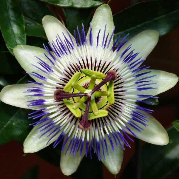 メリアルーム 土日いいね お休みです 今日の花 7月6日の誕生日花は 時計草 花言葉は 聖なる愛 この日 生まれの人はちょっと理屈っぽくて納得いかないととことん問い詰めます 友達に嫌がられない程度にしておきましょう 7月6日 誕生花 メリアルーム 土日いいね お休みです 今日の花 7月6日の誕生日花は 時計草 花言葉は 聖なる愛 この日 生まれの人はちょっと理屈っぽくて納得いかないととことん問い詰めます 友達に嫌がられない程度にしておきましょう 7月6日 誕生花