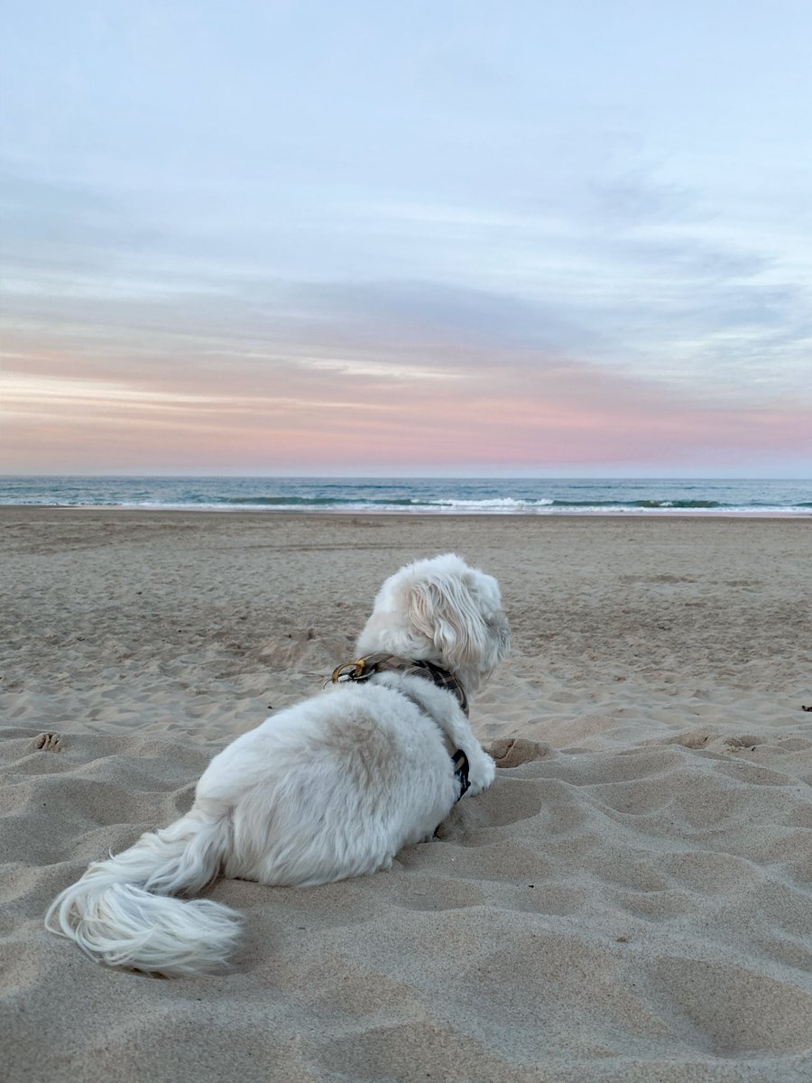 allisimpson's tweet image. the best things in life are free 🌸🐚💫