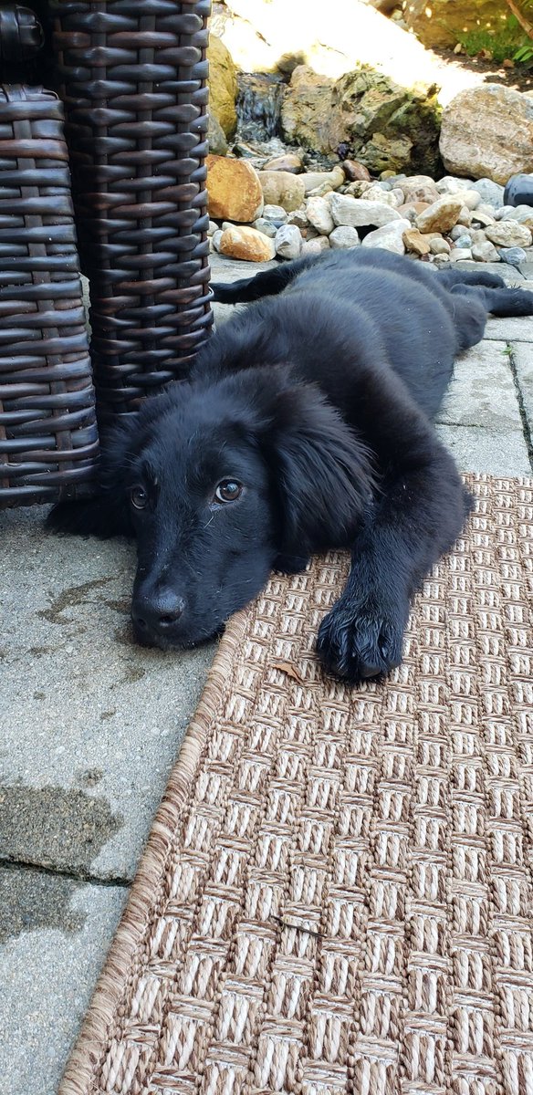 adamclevenger's tweet image. #fundraisingdogs welcome Pico, the newest to the pack! #TeamPico #rescuedog