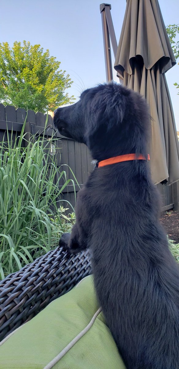 adamclevenger's tweet image. #fundraisingdogs welcome Pico, the newest to the pack! #TeamPico #rescuedog