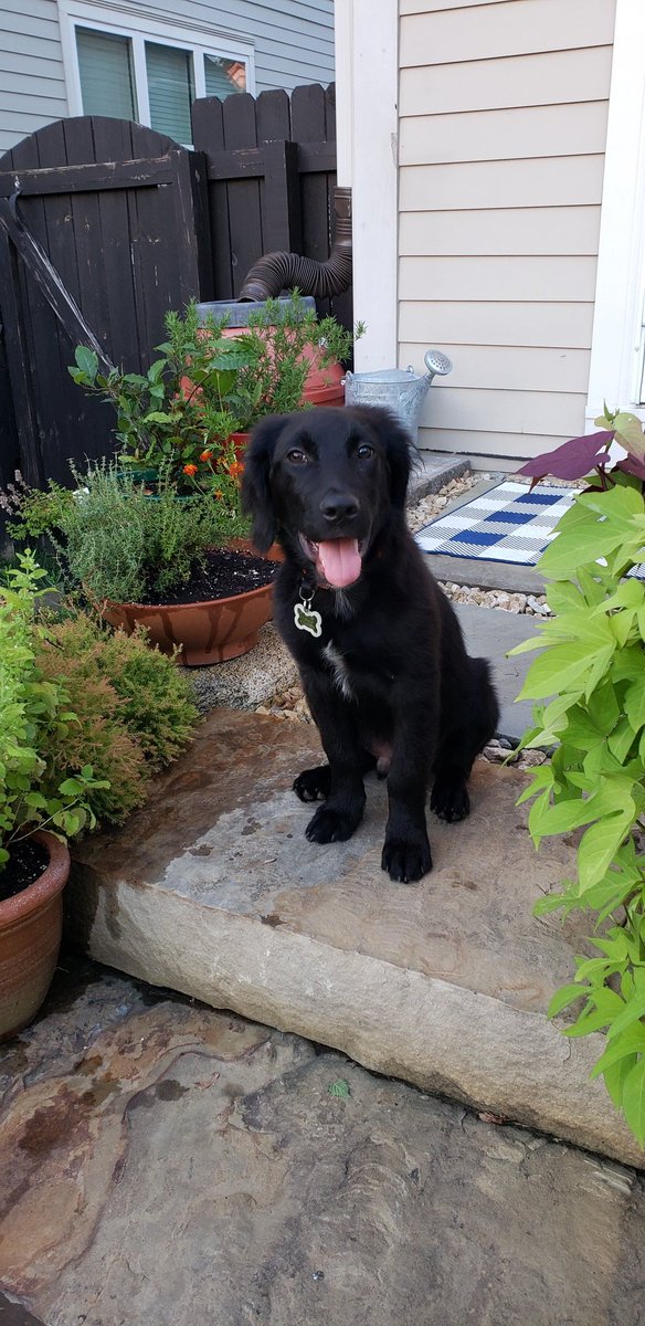 adamclevenger's tweet image. #fundraisingdogs welcome Pico, the newest to the pack! #TeamPico #rescuedog