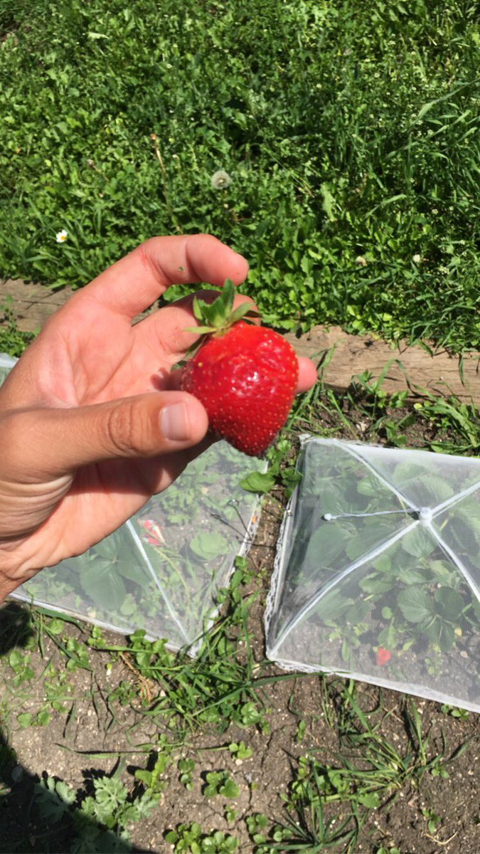 cneufeld_'s tweet photo. We. Are. Pumped. #firststrawberry 🍓 https://t.co/l3m1bSyVt2