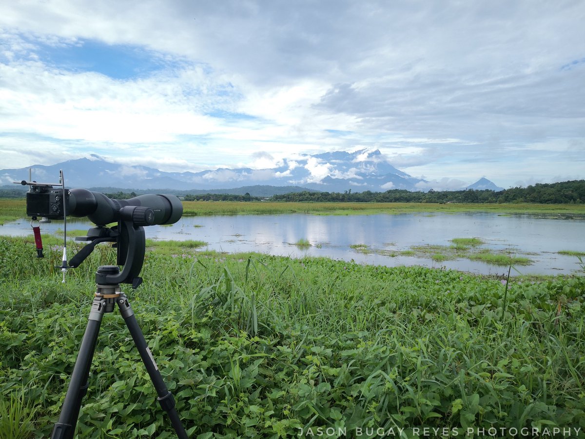 jasonbugayreyes's tweet photo. #akinabalu #SwarovskiOptik STX95 #SeeTheUnseen #SwarovskiOptikAmbassador #birdguides #sabah #Tempasuk #paddyfields #KotaBelud #birds #birdsofborneo #nature #wildlife #exploresabah https://t.co/1NXJYSrEE2
