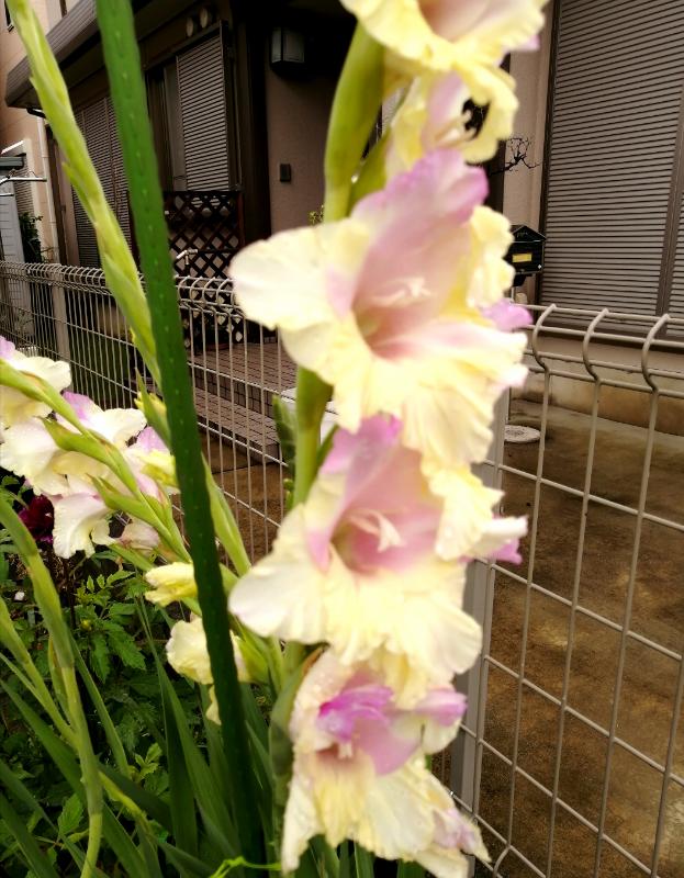 Eri Shinagawa なんだろう 今年のグラジオラスは 縦に伸び過ぎ 花はいっぱい付きそうだけど 支柱立て たんだだけど 雨降ったら倒れてたので 見栄えは良くないけどちょっと長めの支柱に交換 ロック園芸部