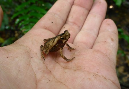 wild_ecology's tweet photo. Bom Jardim Toad (Rhinella dapsilis)
#toadoff https://t.co/O3CFBktEuK