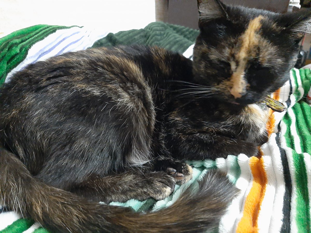 Savxlike's tweet photo. @andreajamesson Same, también te entiendo muchísimo. Mi gata murió hace unas semanas de esa misma forma, honestamente sigo recordandola a cada minuto y es difícil para mi estar sin mi beba hermosa, pero igual ando cuidando a mis otros dos gatitos. https://t.co/lftL8uThrY