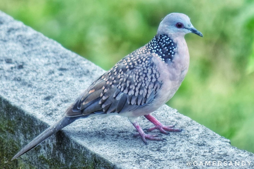 Spotted Dove - New Bird Photo Session ! 📸
.
.
.
.
#spotteddove #spotteddoves #dove #birds #birdsofinstagram #birdwatching #instabird #your_best_birds #birding #birdofuttarakhand #bird_brilliance #feather_perfection #bird_watchers_daily #birds_adored … instagr.am/p/CCSGV0dn612/