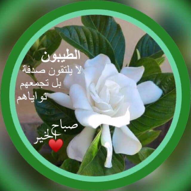 J_ALedeib's tweet photo. صباح الخير🌹🌹 https://t.co/8C2FpjGQrS