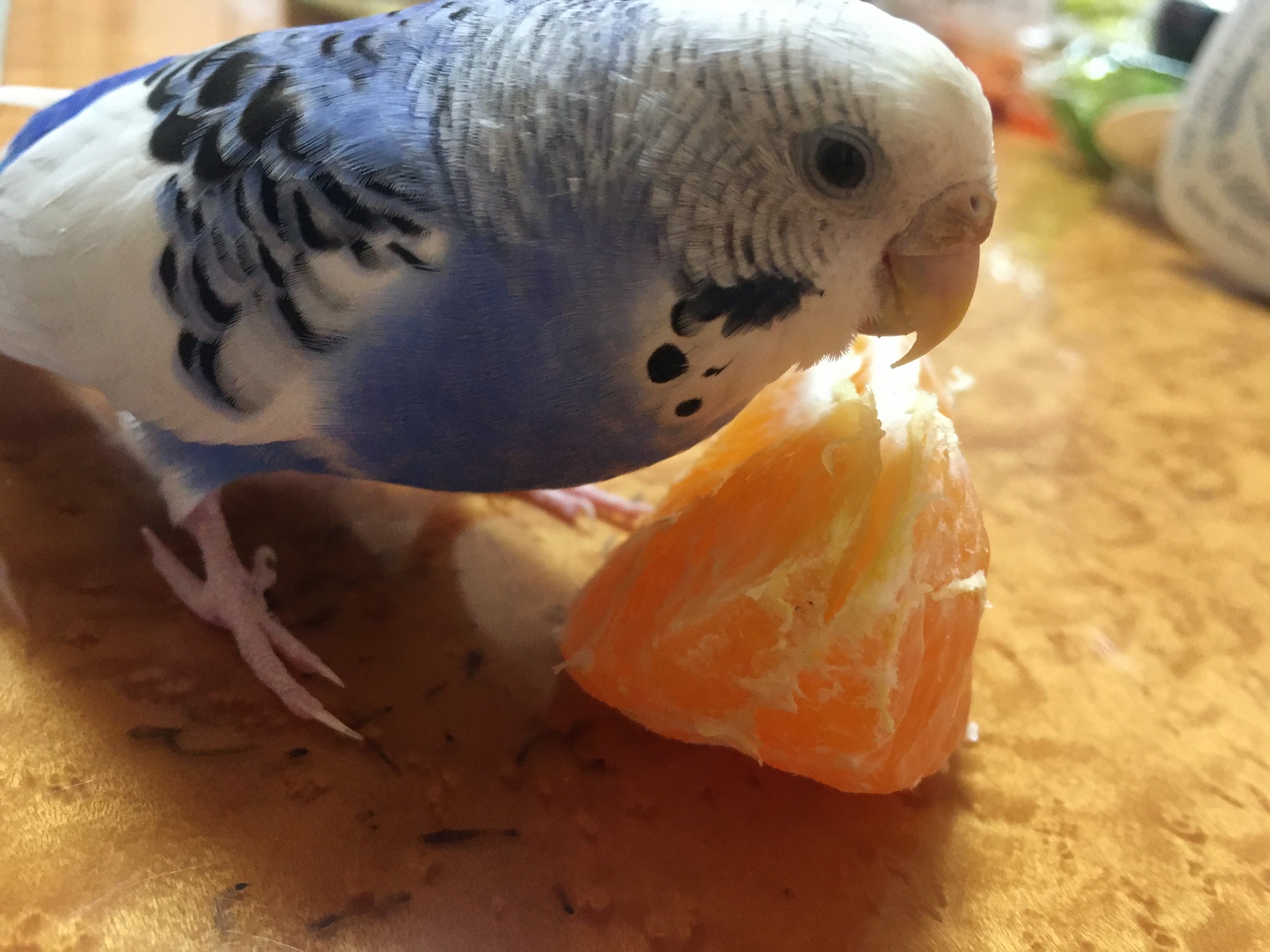 オカメインコ見つかりました Pichan234 Twitter