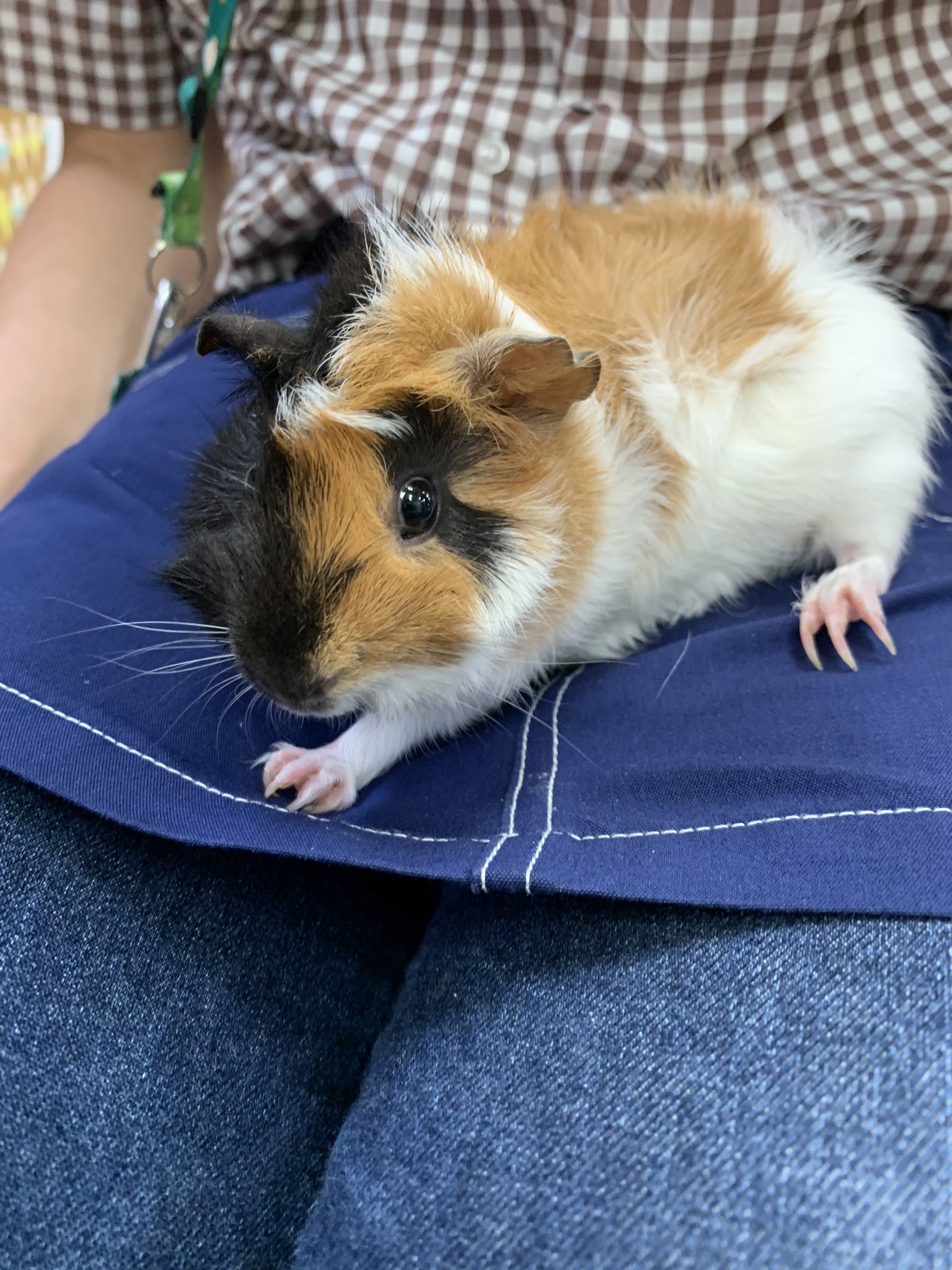 アミーゴ大町店 アビシニアンモルモットとテディモルモットヽ W ノ 今大町店では可愛いモルモットの赤ちゃんが4匹 ๓ ๓ モルモットの鳴き声が大好きです W アビシニアンモルモット テディモルモット モルモット 可愛い 癒し アミーゴ大町店 アビシニアンモルモットとテディモルモットヽ W ノ 今大町店では可愛いモルモットの赤ちゃんが4匹 ๓ ๓ モルモットの鳴き声が大好きです W アビシニアンモルモット テディモルモット モルモット 可愛い 癒し