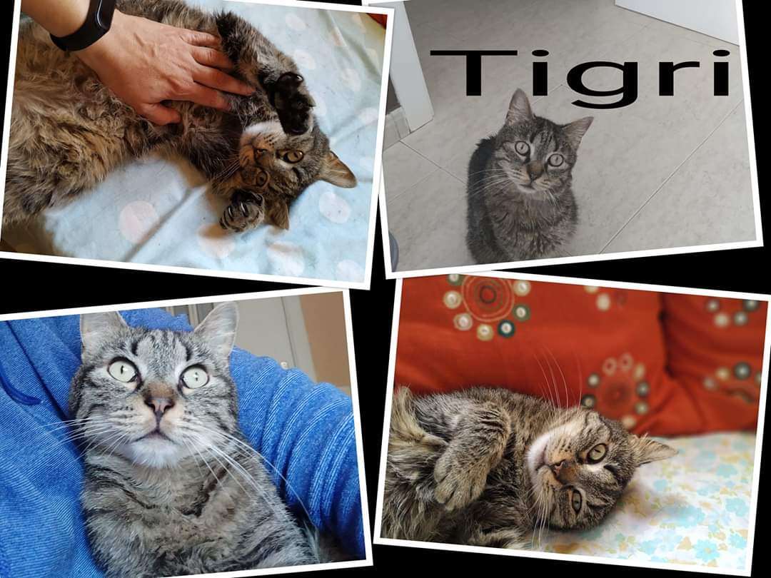 voluntacaad's tweet photo. i s'estressa, necessita més espai, i sobretot, conpanyia, ja que és un gat molt mimós! Algú el pot ajudar?
Contacte 📨caad@mancomunitat.cat
#cats #gatets #adopta #AdoptaNoCompres #2millorque1 #catrescue https://t.co/Nt4olTG48b