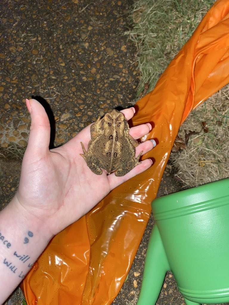 2012amica's tweet photo. My BIG garden girl. American toad #ToadOff https://t.co/4nCRSvWBS4