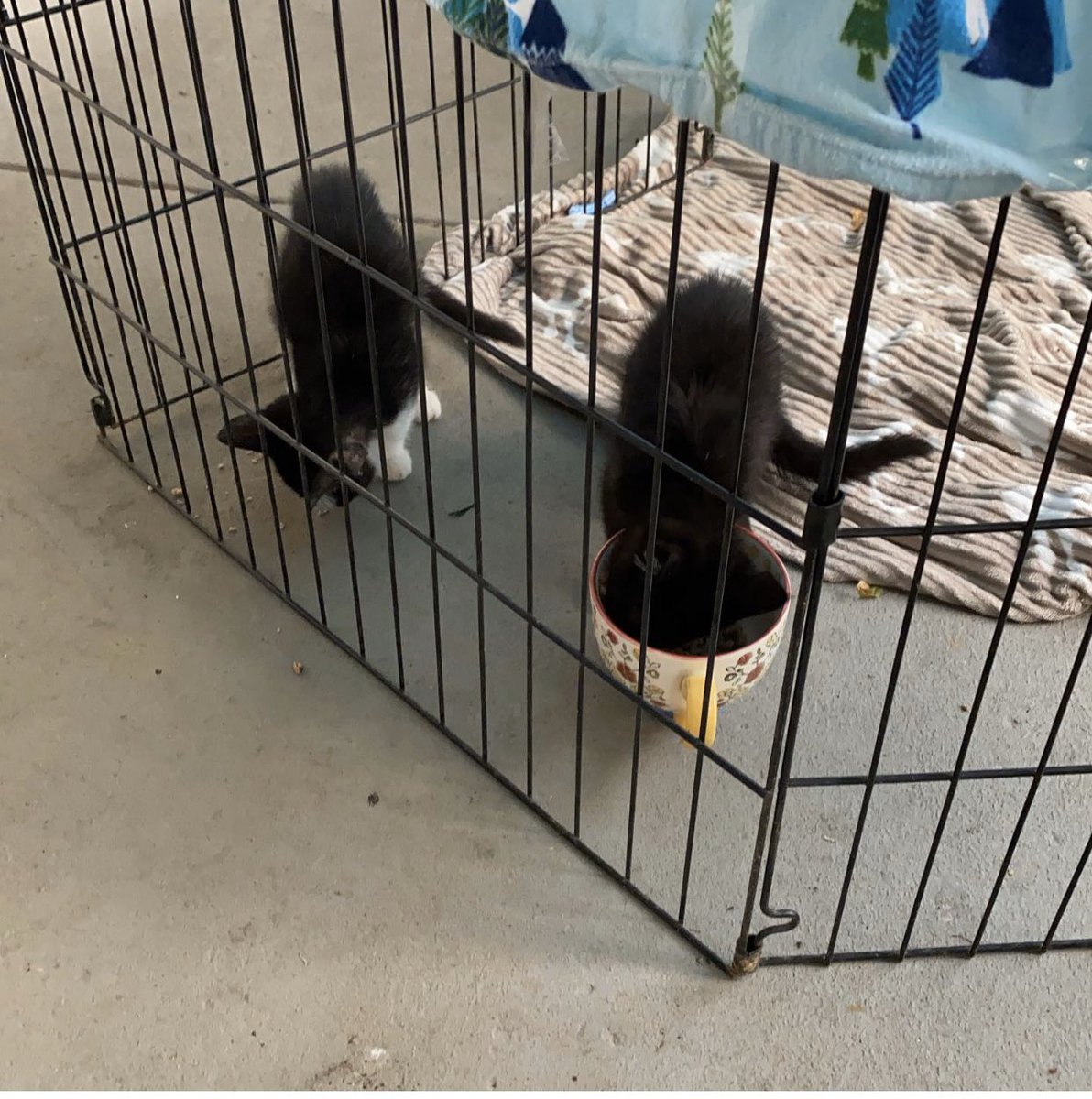 amddunaway's tweet photo. Would anyone like these kittens for free? https://t.co/MT3yL3jO5R