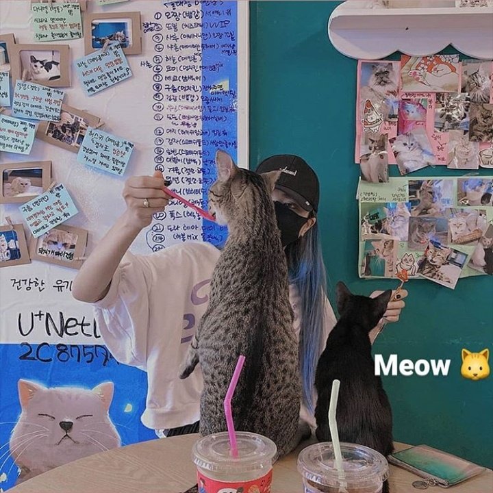Queenblue_arg's tweet photo. 050720 | Actualización de instagram de Blue.D (@/blue.d_00)

"Meow 🐱" 

#BlueD #블루디 #JeonHoyeon https://t.co/8tbEMT8IgL