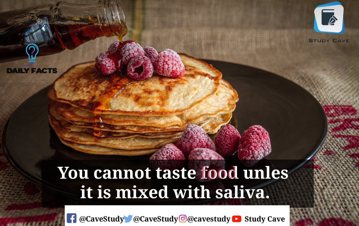 CaveStudy's tweet photo. You cannot taste food unless it is mixed with saliva.
#facts #fact #knowledge #love #didyouknow #truth #follow #science #twitter #india #factsdaily #knowledgeispower #factsoflife #motivation #factz #gk #dailyfacts #studycave https://t.co/zJGGw4QfE1