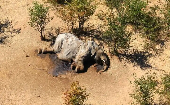 NikhilV32753590's tweet photo. Heart hitched news that almost 350+ african elephant have been found dead in Botswana (South African country).
@UNEP @UNAfrica @CITES @World_Wildlife @IndiaToday https://t.co/TW8IUarFh1