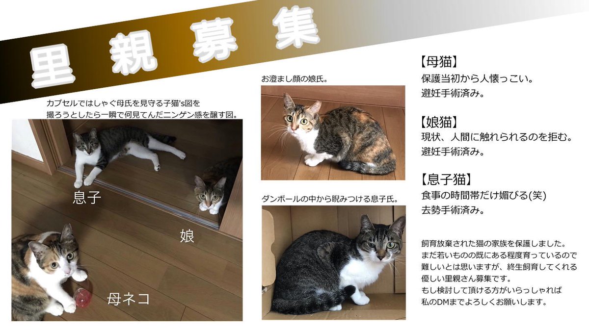 Cayoko ネコの里親募集中 Kakahikamaba Twitter Cayoko ネコの里親募集中 Kakahikamaba Twitter