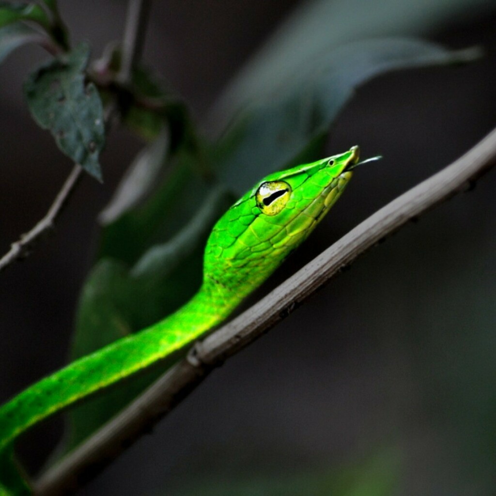 Green Vine Snake, Monsoon Magic, Goa
#snakesofindia #snake #snakes #greenvinesnake #greenvine #monsoon #herping #green #picoftheday #imageoftheday #photooftheday #imagesofinstagram #macrophotography #macro_captures_ #macros instagr.am/p/CCSS6gdgZJr/