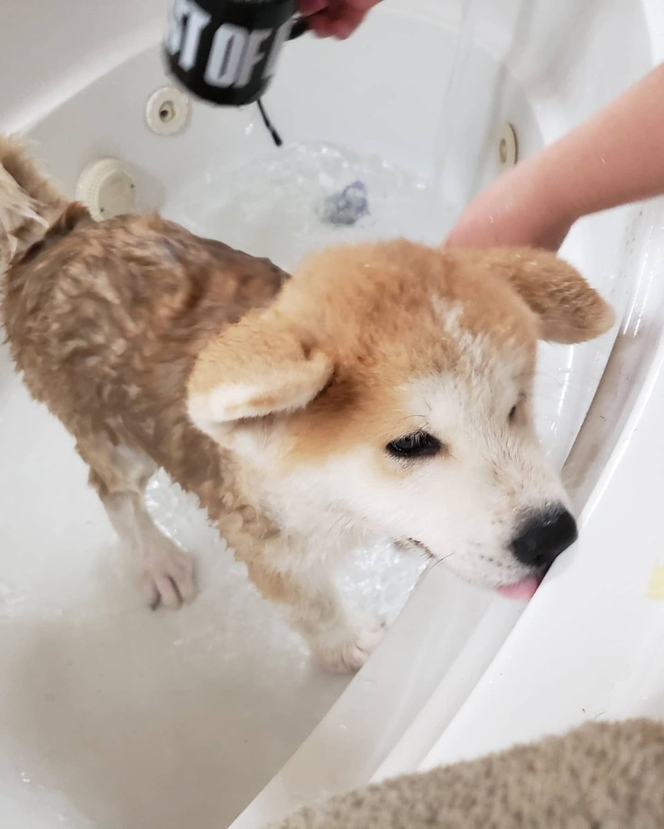 Nexillus's tweet image. Getting his first bath by Mom and Dad.