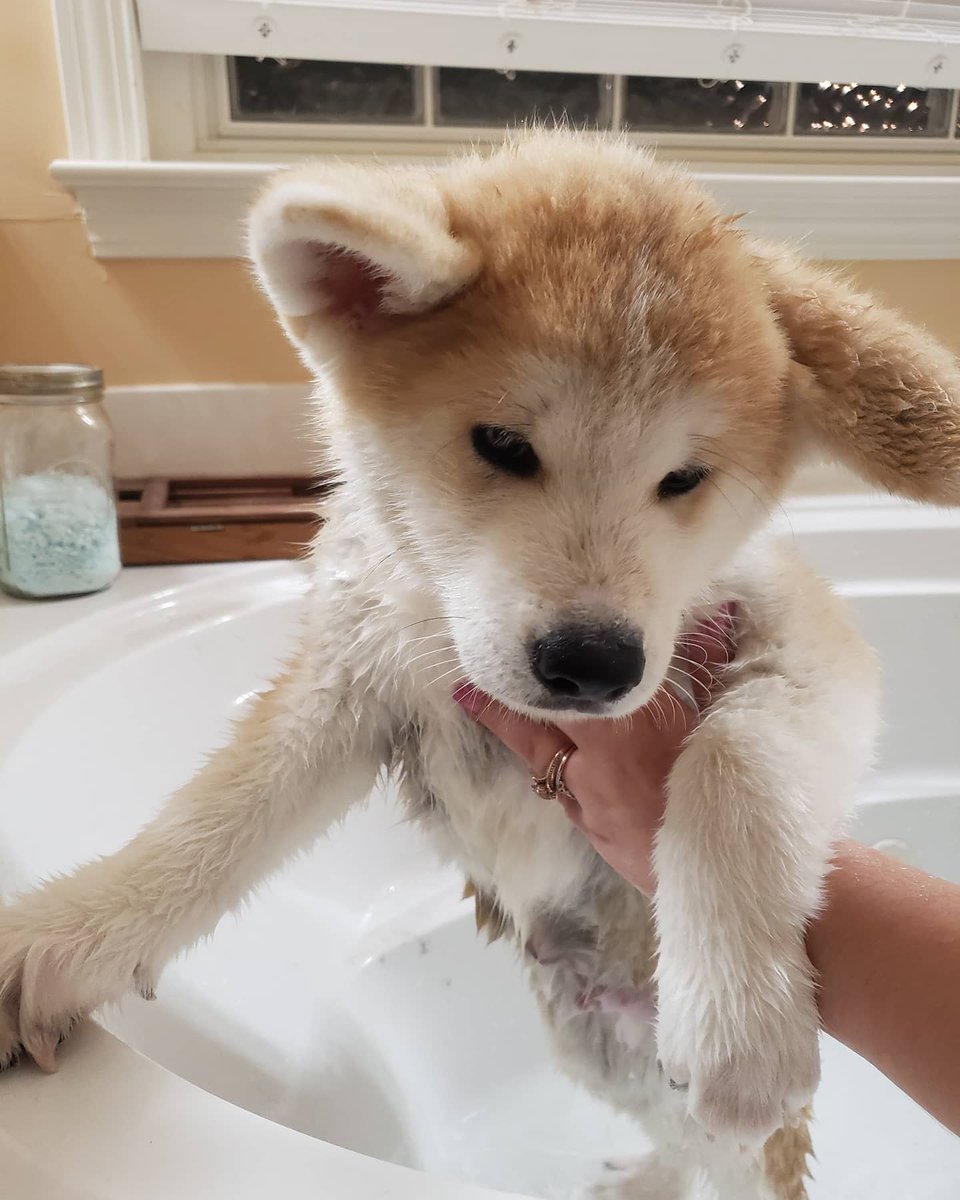 Nexillus's tweet image. Getting his first bath by Mom and Dad.