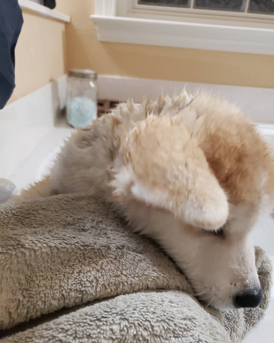 Nexillus's tweet image. Getting his first bath by Mom and Dad.