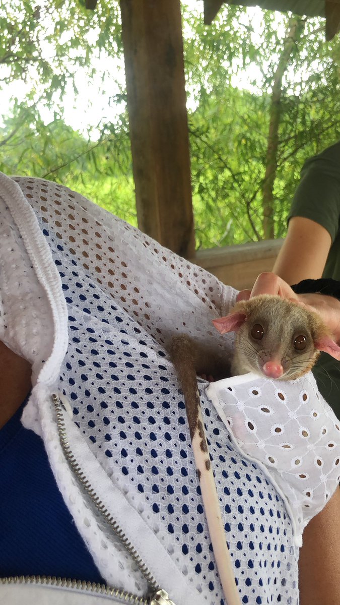 bethsmattingly's tweet photo. Getting up close and personal with nature- joeys, sloths, river otters and more! Recharged! https://t.co/IrWl2hUrPt