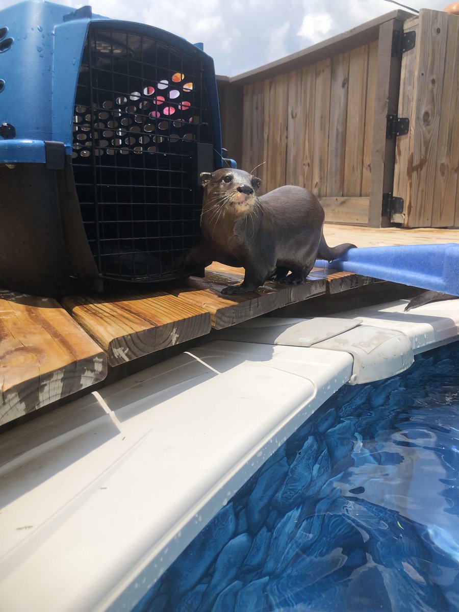 Getting up close and personal with nature- joeys, sloths, river otters and more! Recharged!