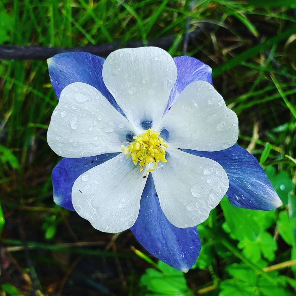 VisitRMNP's tweet photo. Colorado Blue Columbine along the Wild Basin Trail #visitrmnp https://t.co/JA5NBlACgV https://t.co/BFmwC1jZNF