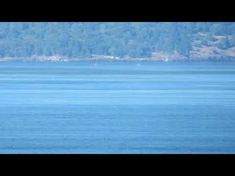 Orca News tweet media