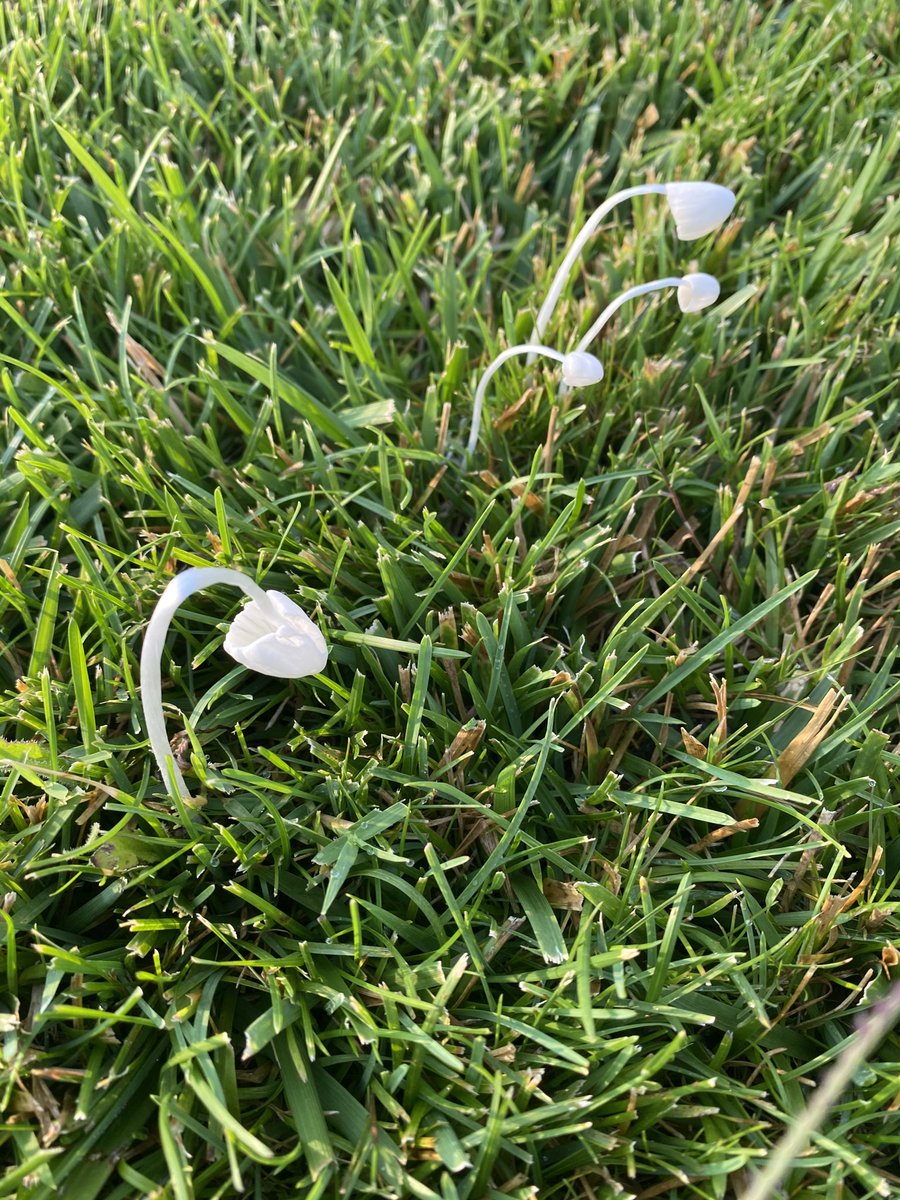 Delicate mushrooms spring up overnight #🍄 #mushrooms