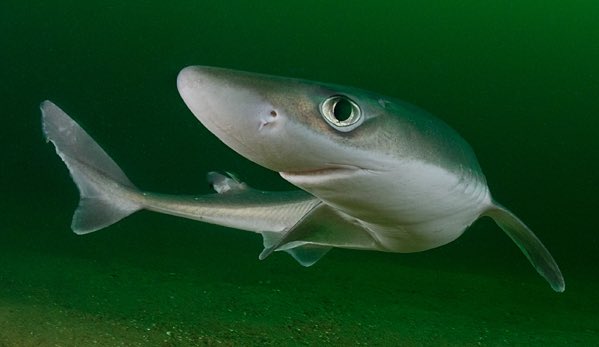 #20 SPINY DOGFISH-small but mighty-spooky eyes-they hunt in packs-spines that secrete venom-look like they are just saying hello