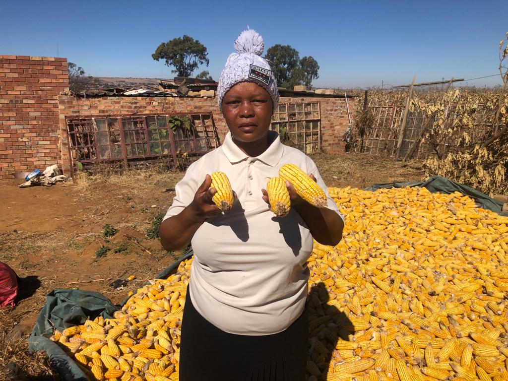 Proud of our farmers 🌽🌽 Just look at the #maize harvested by Mirriam, Chairperson of Zaaiplaas Study group in Limpopo #farmerdevelopment #maizefarmer #femalefarmer #maizeharvest #FarmersFeedLife @GrainSA
