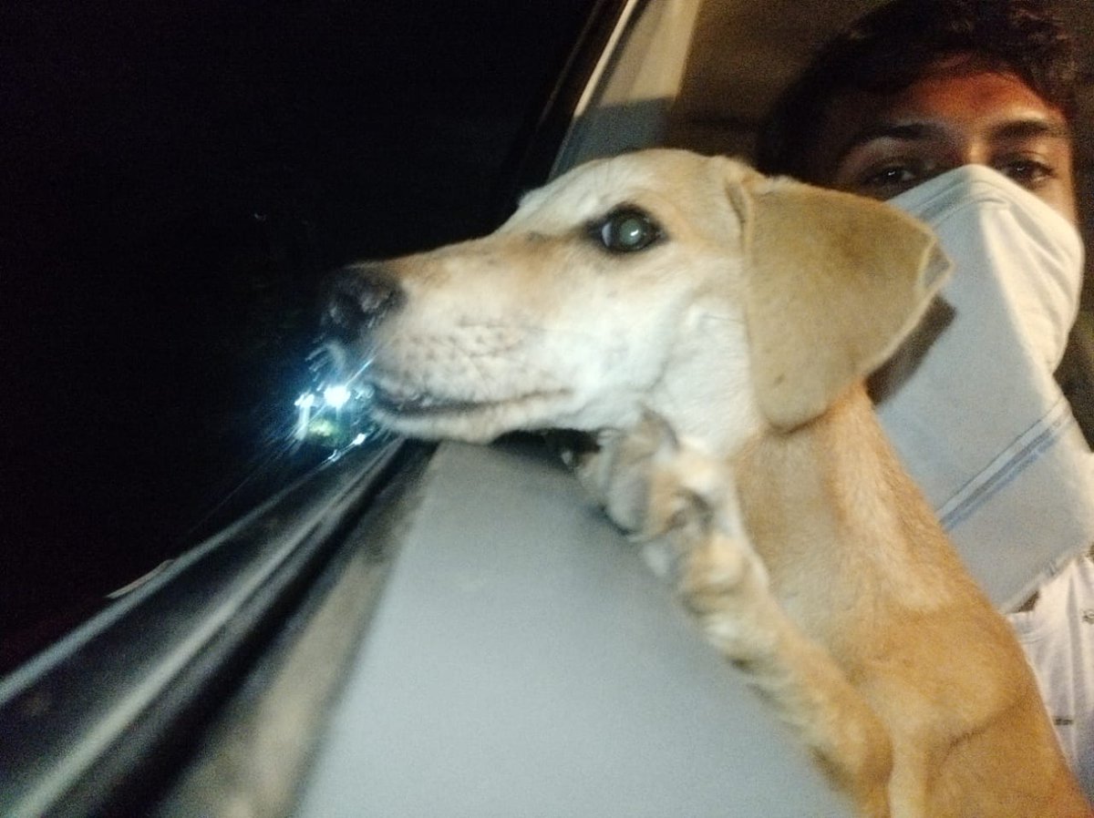 HelpingHandOrg6's tweet photo. Finally 'Bagha' safely go back to puri .
Thankuh so much @AWTEOdisha for ur support. https://t.co/W4fURkpgLY