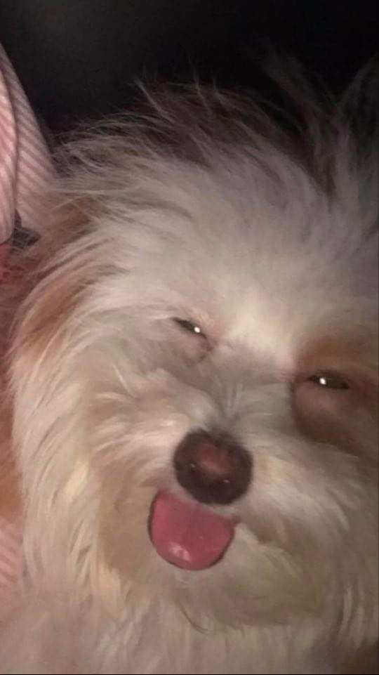 dogsnibian's tweet photo. 'Yung antok na antok ka na pero kachat mo pa si kras. https://t.co/6ccNJa7own