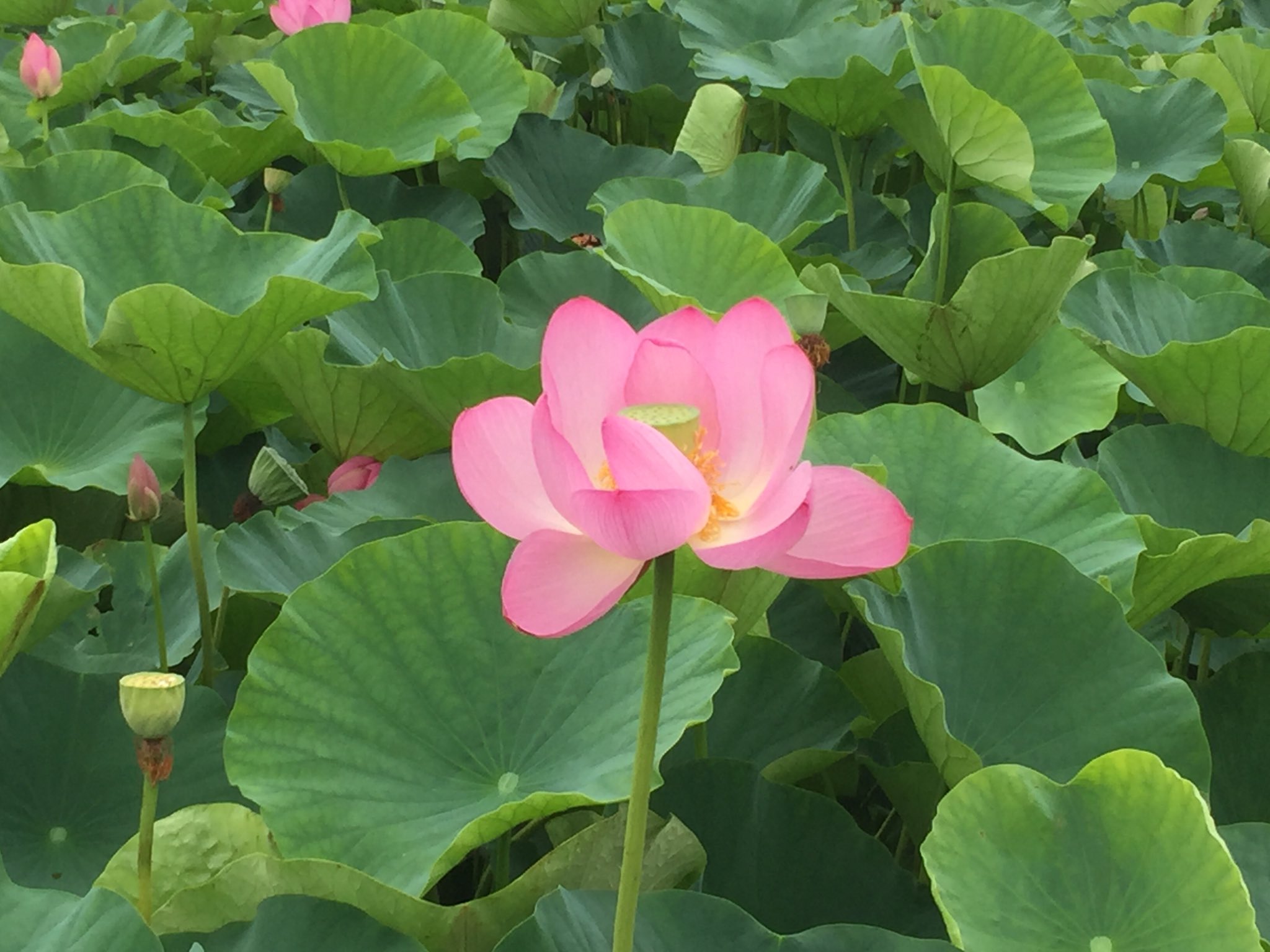 Meronbatake 1 埼玉県 行田市 の 古代蓮の里 の 蓮 です こんなに大量に蓮の花が見られるところはなかなかないので毎年1回は見たいです こんなにありがたや感のある花はないです 葉っぱにたまった水とかも飲めば心身浄化できそうな気がしますが気