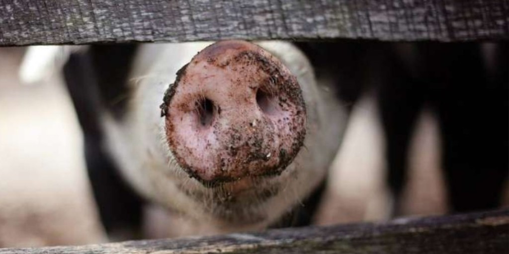 Improving animal health on farms &amp; high standards of #veterinary care are among 161 options for reducing risk of future #pandemics according to research led by Catz Fellow Prof. William Sutherland. Find out more: caths.cam.ac.uk/zoonosis-resea… (Photo: CC0 Public Domain) <a href="/CamZoology/">Dept of Zoology</a>