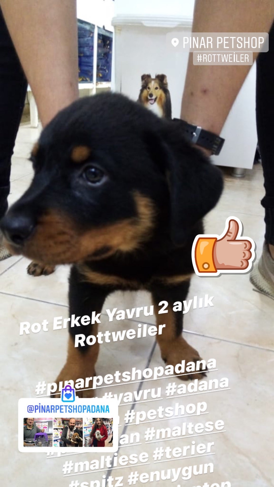 Pinarpetshopadana A Twitter Rot Erkek Yavru 2 Aylik Rottweiler Pinarpetshopadana Terrier Yavru Adana Mama Petshop Pomerian Maltese Rot Rottweiler Pinar Petshop In Adana Https T Co A7clsn8mhx Https T Co W0oppchljg Twitter