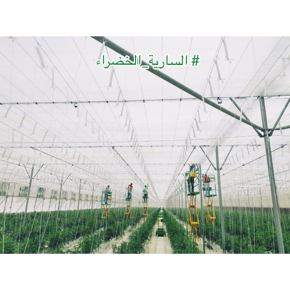 thegreenmast's tweet photo. https://t.co/PMfLb2PUNP
