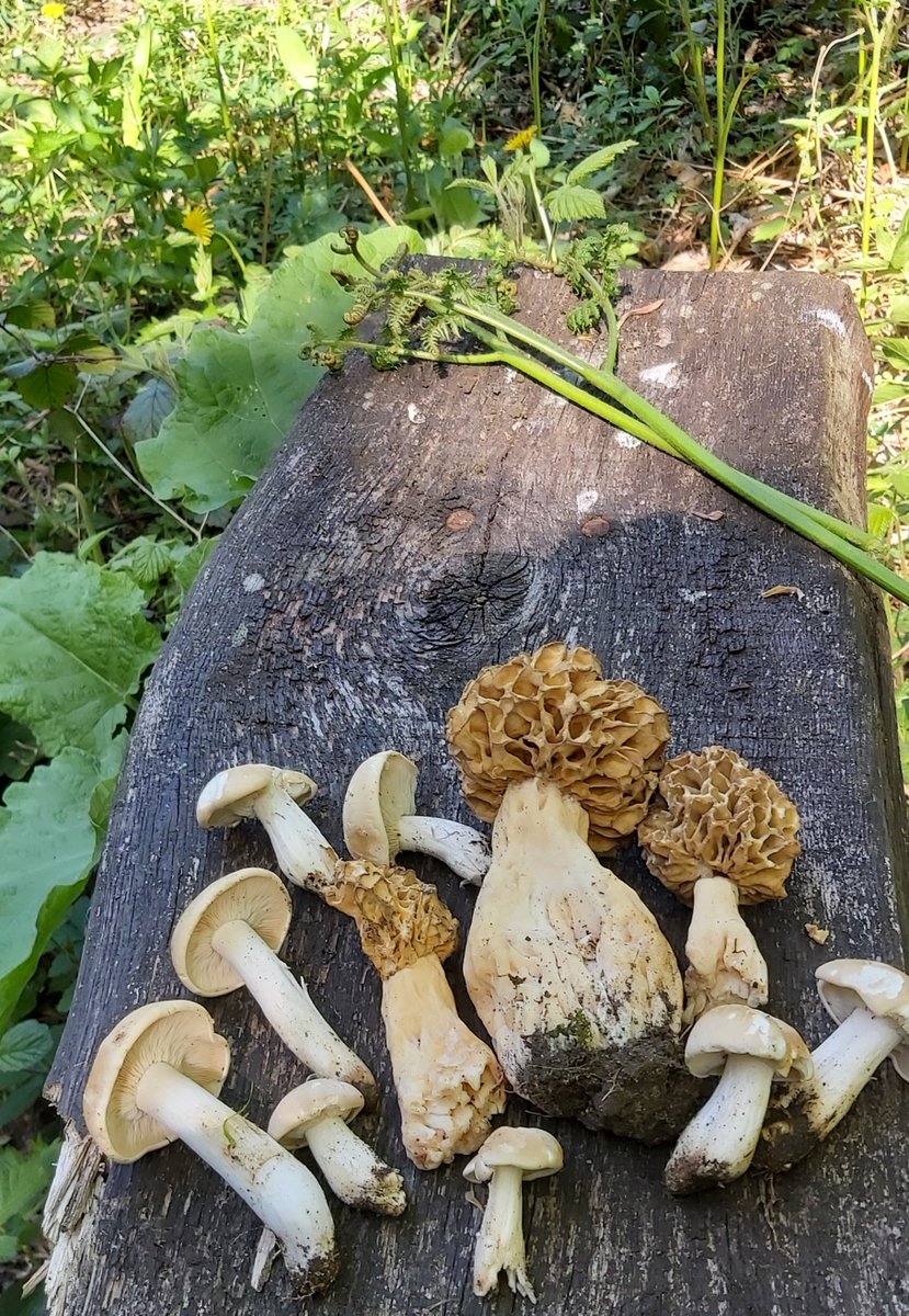 AlysiaVasey's tweet photo. Mushroom hunting involves alot of standing in one place waiting for your 'mushroom eye' to kick in. At first there is nothing and then like magic they appear. 🍄🍄🍄🍄🍄🍄🍄🍄🍄🍄🍄🍄🍄🍄 https://t.co/yeMp4vngVD