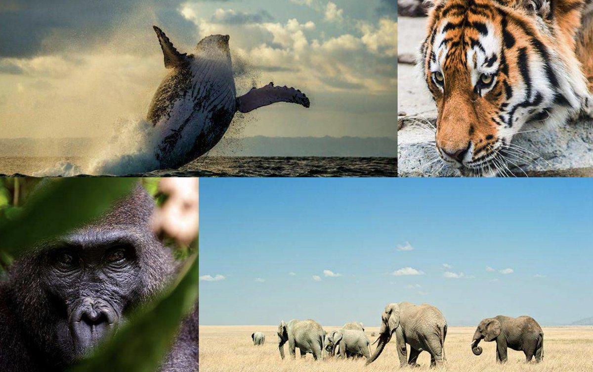WCS EU unveils its recommendations for the EU Biodiversity Strategy to 2030: 
brussels.wcs.org/Portals/0/Brus…

Biodiversity has never been under greater threat from human-caused pressures 🐘

The external dimension of the strategy needs to be at the forefront of implementation efforts 🌍