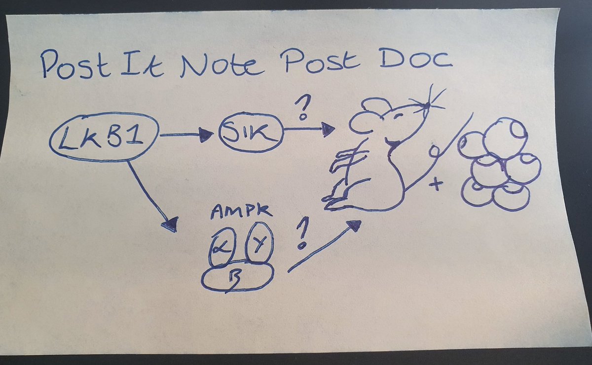 LabSakamoto's tweet photo. @froberts94 is joining in on the #SciComm #PostItNotePhD trend!
'Investigating the roles of #AMPK and SIK in metabolic cell signalling in vitro and in vivo'
#PostItNotePostDoc #academicchatter #academictwitter #womeninSTEM #womeninscience #metabolicresearch https://t.co/xt4IDxVwXH