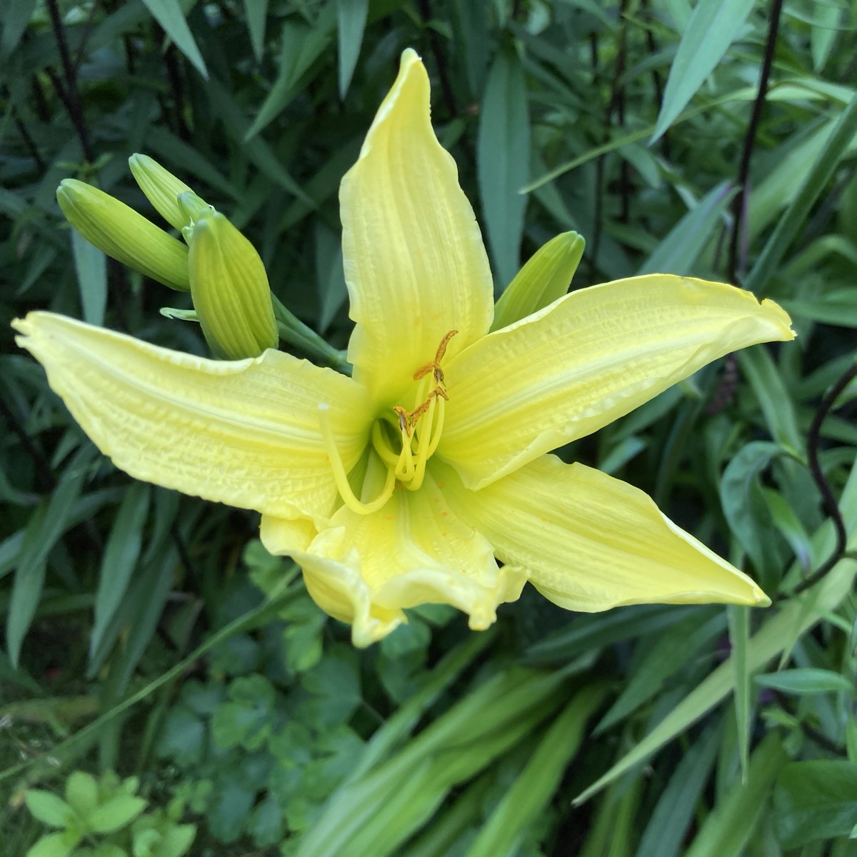 The first of the Hemerocallis lilioasphodelus just unfurling into all their lemony gorgeousness. #chooselandscape #longborderpatrol