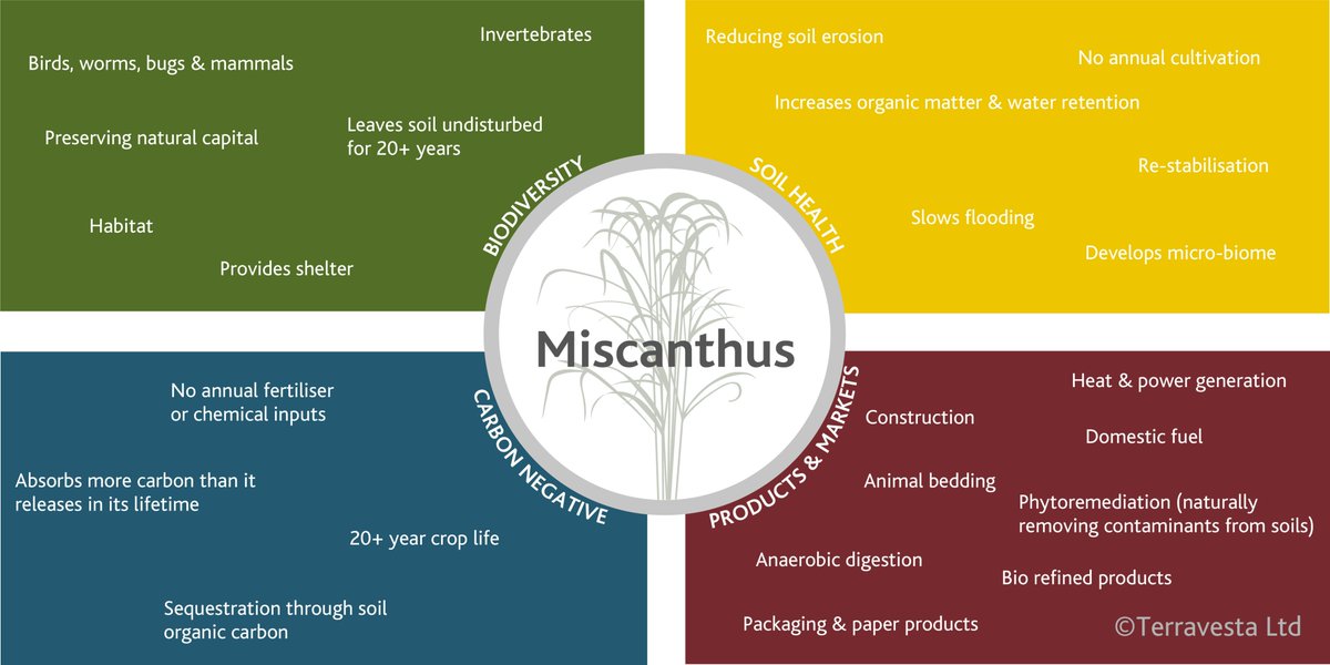 Why Miscanthus you ask... 👇

terravesta.com