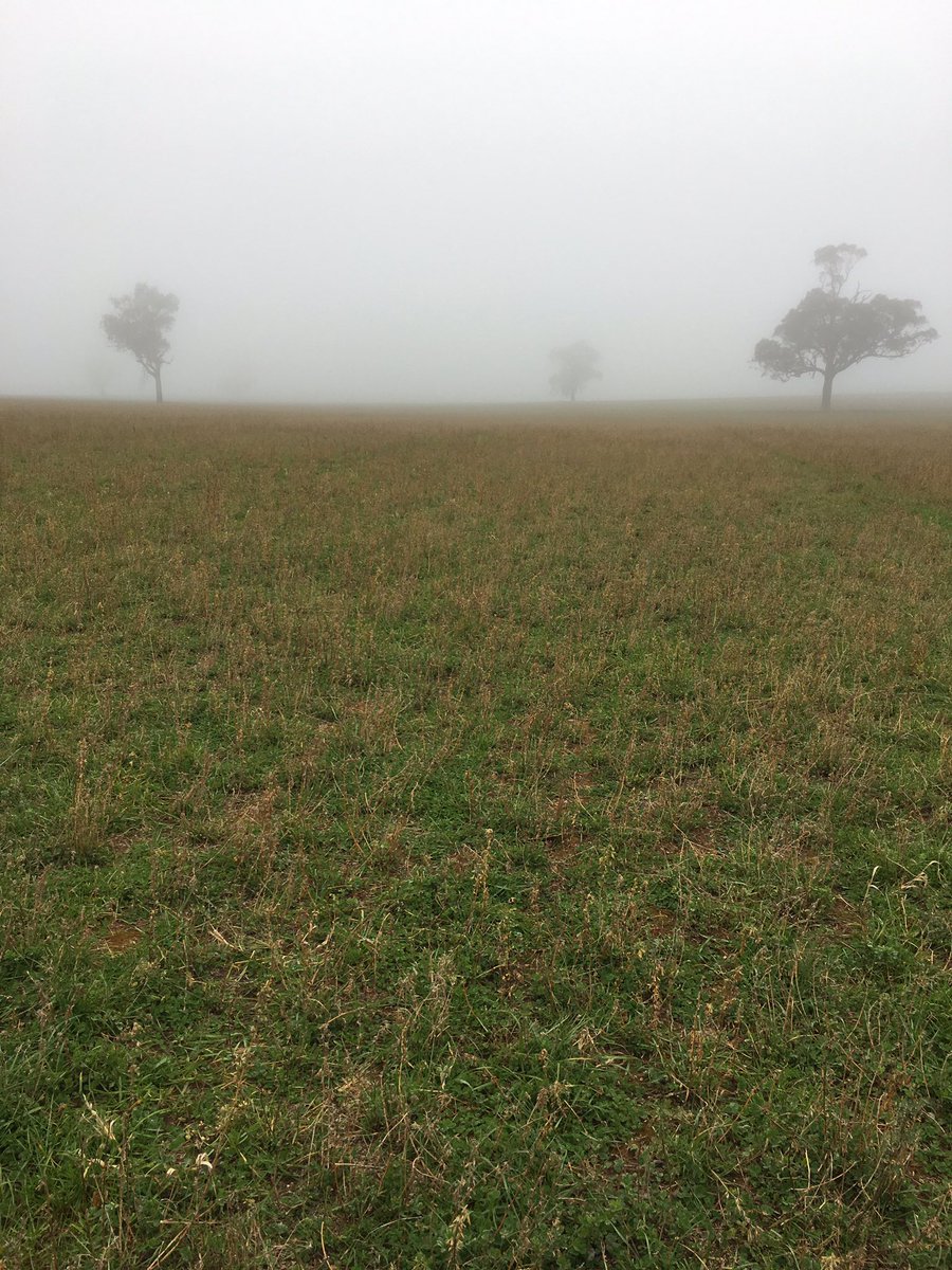 Fog till lunchtimelunchtime is supposed to mean a big rain in three months what does fog all day mean 🤷🏻‍♂️flood #peasoup@3pm