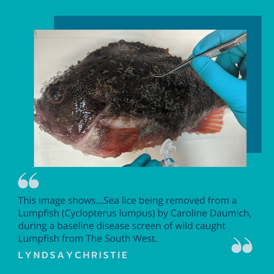 Here’s the second post in our series explaining the #Cefasscience behind our photos. We carry out research to understand the role of disease in wild and farmed aquatic host populations to improve health outcomes 🐟🧫

📸: <a href="/LyndsayC94/">Lyndsay Christie</a>

<a href="/DefraGovUK/">Defra UK</a> #research #health #aquatic