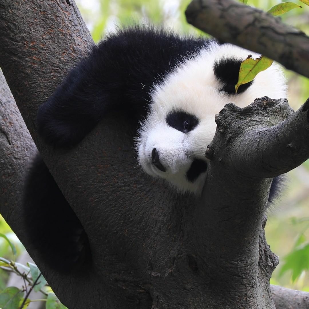 ando_lan's tweet photo. 3 hewan liar terlucu, terimut, yg paling menggemaskan menurutku, antara lain :
1. Panda
2. Koala
3. Tarsius
Menurut temans apa?
#programfolback
#programfolbackBersatu
#programfolbackdamai https://t.co/HtIvfQsAgN
