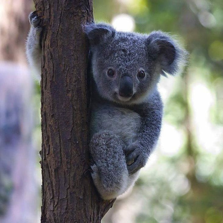 ando_lan's tweet photo. 3 hewan liar terlucu, terimut, yg paling menggemaskan menurutku, antara lain :
1. Panda
2. Koala
3. Tarsius
Menurut temans apa?
#programfolback
#programfolbackBersatu
#programfolbackdamai https://t.co/HtIvfQsAgN