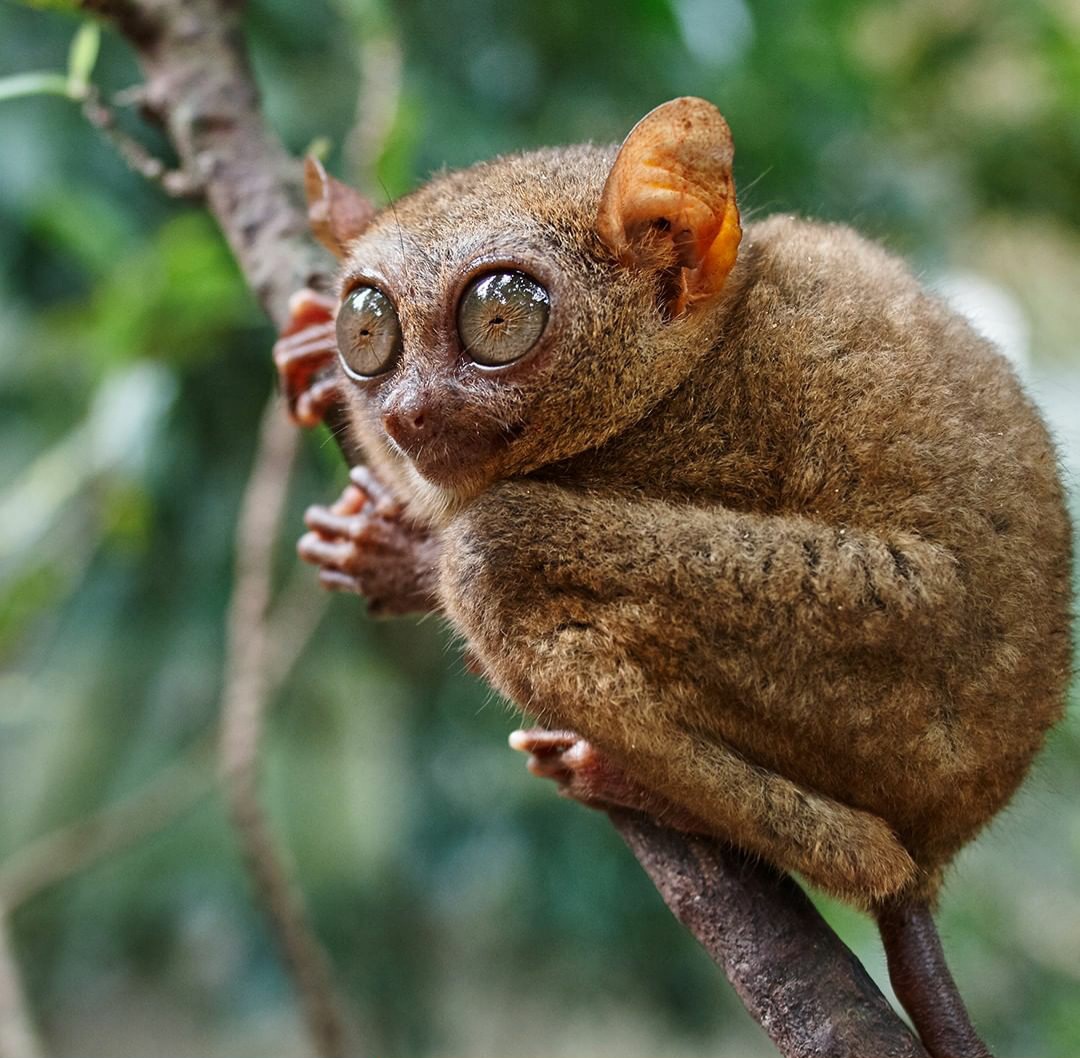 ando_lan's tweet photo. 3 hewan liar terlucu, terimut, yg paling menggemaskan menurutku, antara lain :
1. Panda
2. Koala
3. Tarsius
Menurut temans apa?
#programfolback
#programfolbackBersatu
#programfolbackdamai https://t.co/HtIvfQsAgN