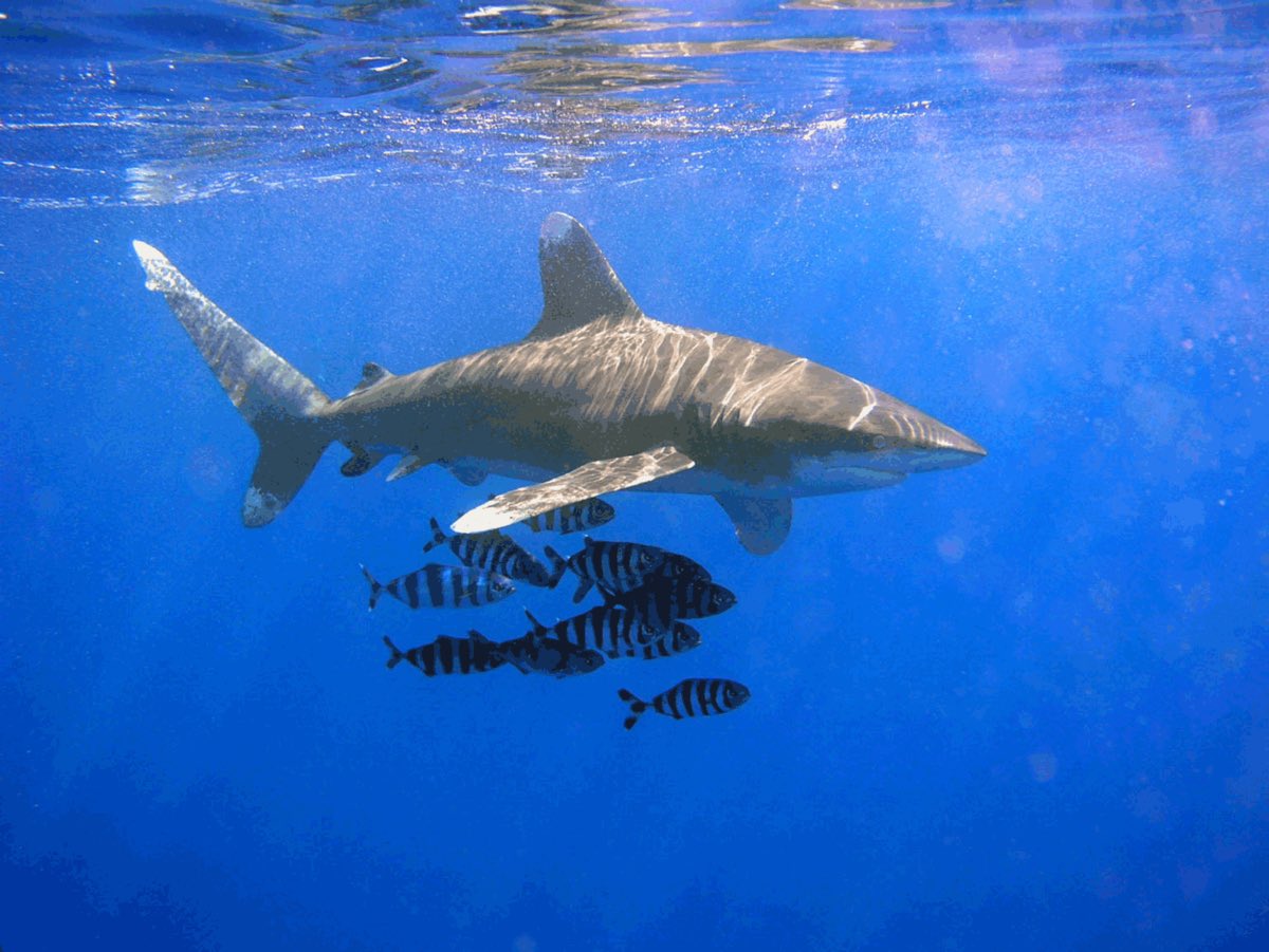 #13 OCEANIC WHITE TIP-so called bc of the color of their dorsal fin tip-usually in the open water (unlike a lot of species)-attack shipwrecks + plane crashes-critically endangered! stop fishing them!