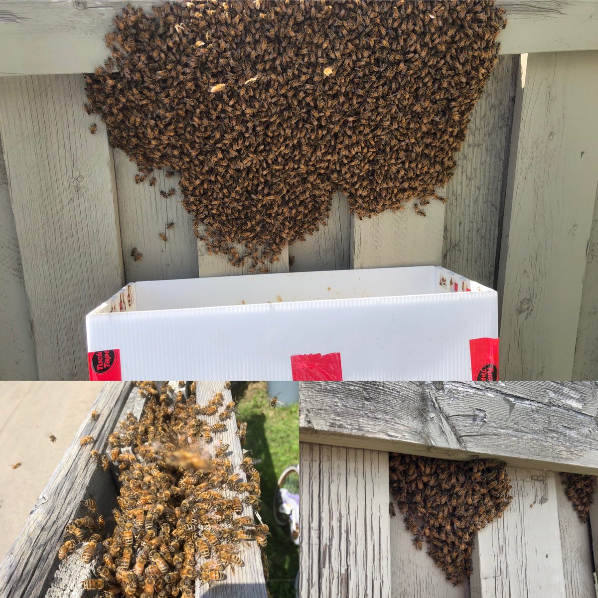 That swarm is over 19” across and the queen is in there somewhere.  Extends through the fence to the other side #urbanbees #BEEKEEPING #beeslivesmatter